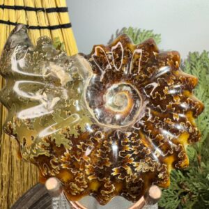 Ammonite