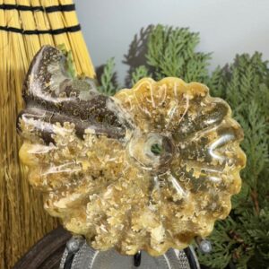 Ammonite