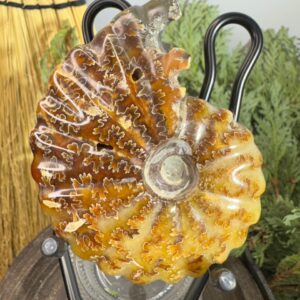 Ammonite