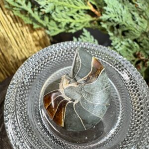 ammonite tiny