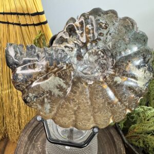 Ammonite