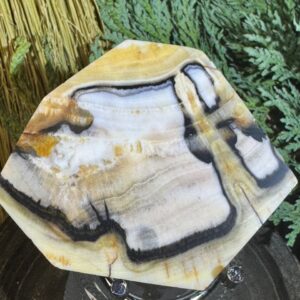 Petrified Wood Slab