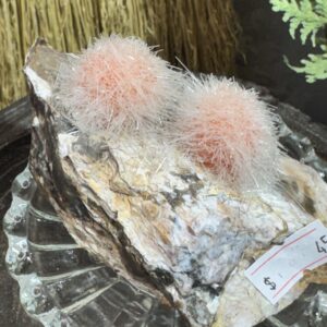 Dandelion Specimen